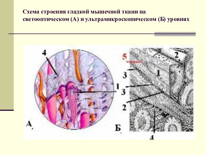 Схема строения гладкой мышечной ткани на светооптическом (А) и ультрамикроскопическом (Б) уровнях