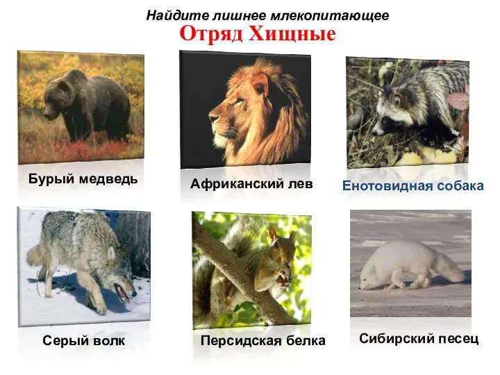 Отряд Хищные Бурый медведь Африканский лев Енотовидная собака Серый волк Сибирский песец Персидская
