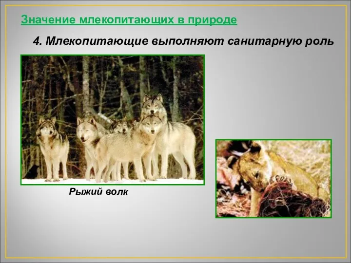 Значение млекопитающих в природе 4. Млекопитающие выполняют санитарную роль Рыжий волк