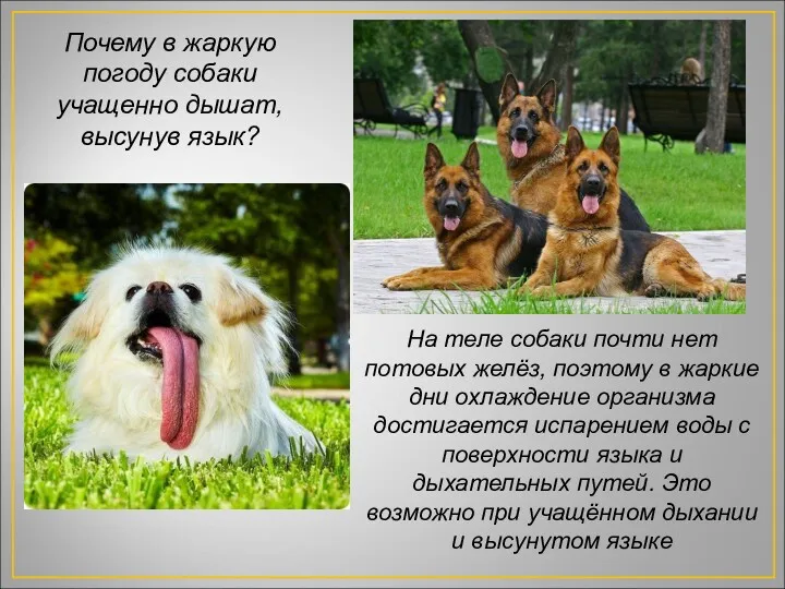 Почему в жаркую погоду собаки учащенно дышат, высунув язык? На теле собаки почти