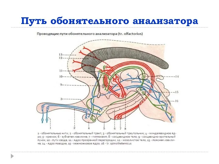 Путь обонятельного анализатора