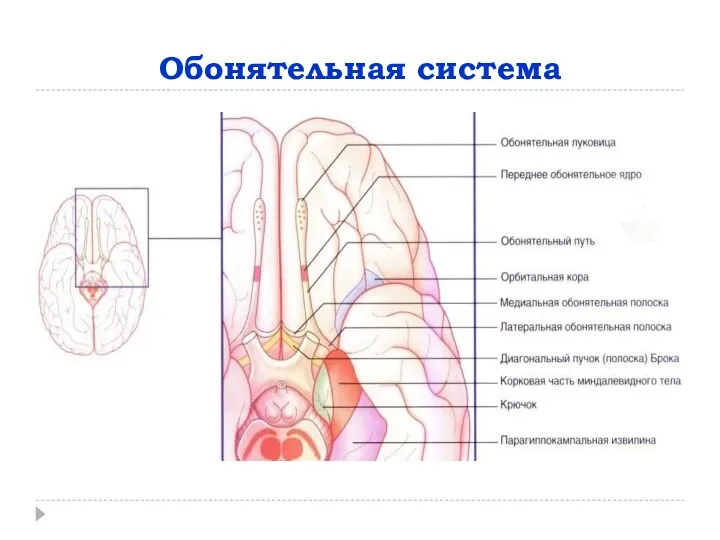 Обонятельная система