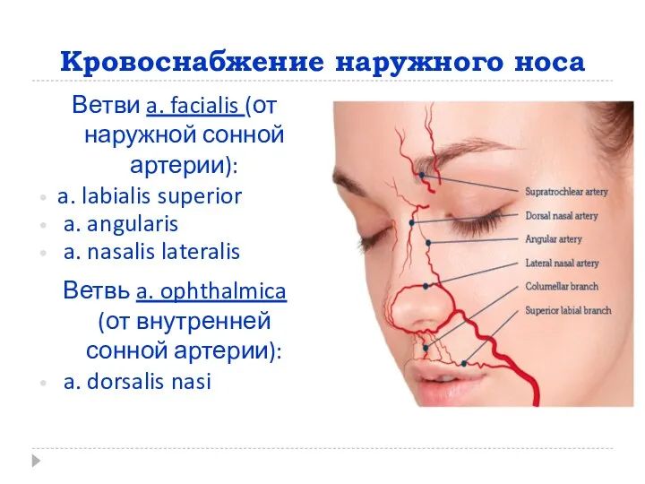 Кровоснабжение наружного носа Ветви a. facialis (от наружной сонной артерии): a. labialis superior