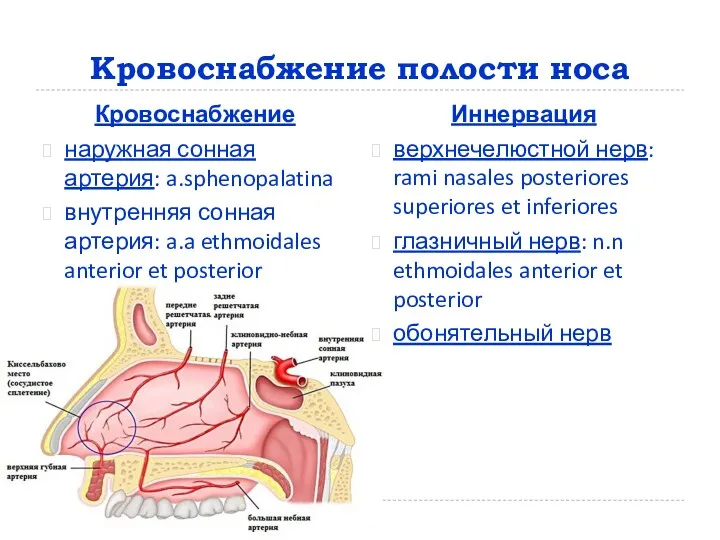 Кровоснабжение полости носа Кровоснабжение наружная сонная артерия: a.sphenopalatina внутренняя сонная артерия: a.a ethmoidales