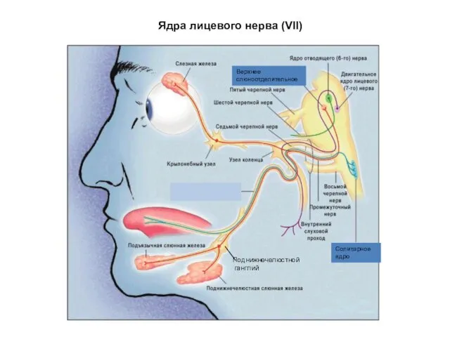 Ядра лицевого нерва (VII) Поднижнечелюстной ганглий Верхнее слюноотделительное Солитарное ядро