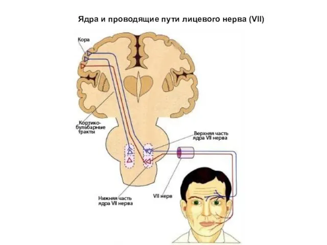 Ядра и проводящие пути лицевого нерва (VII)