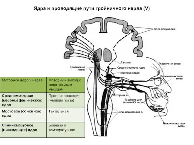 Ядра и проводящие пути тройничного нерва (V)