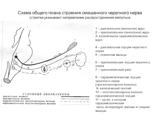 Схема общего плана строения смешанного черепного нерва (стрелки указывают направление