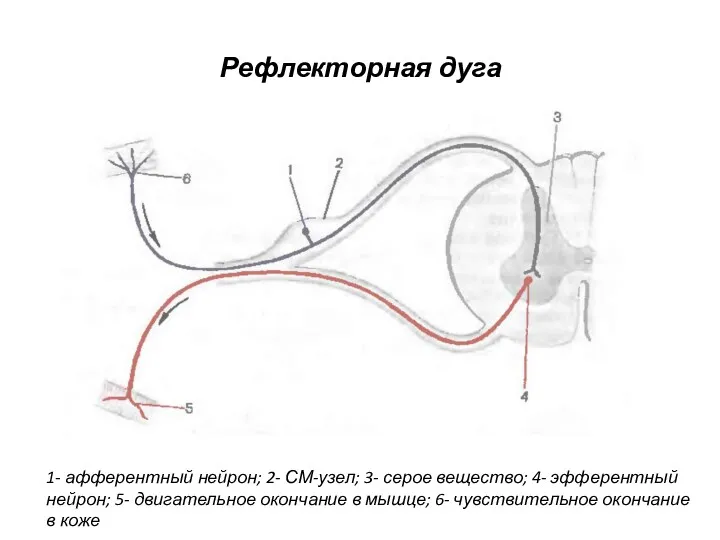 Рефлекторная дуга 1- афферентный нейрон; 2- СМ-узел; 3- серое вещество;