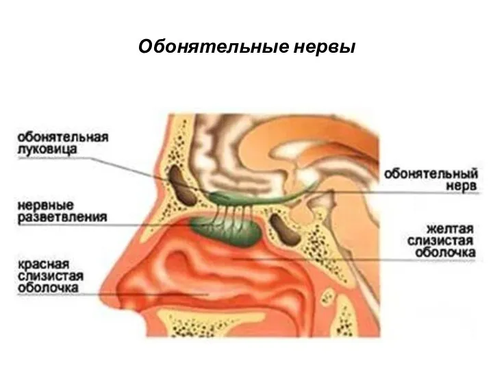 Обонятельные нервы