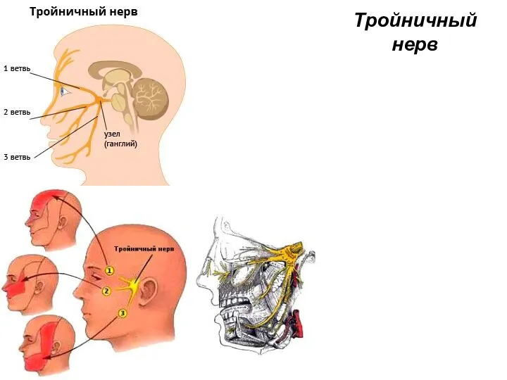 Тройничный нерв