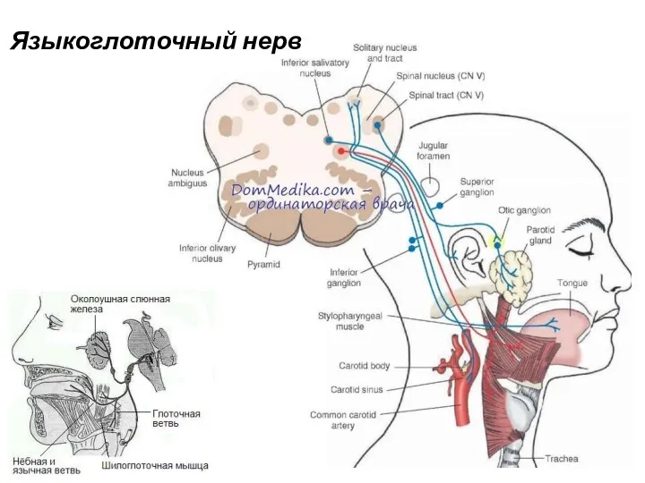 Языкоглоточный нерв