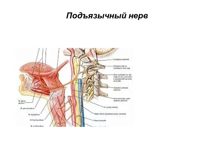 Подъязычный нерв