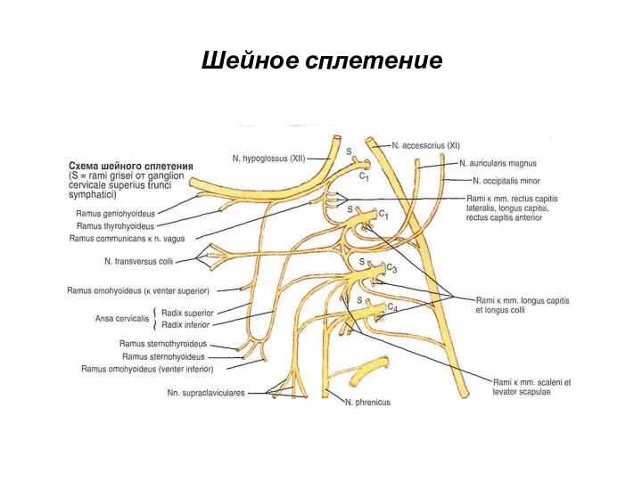 Шейное сплетение