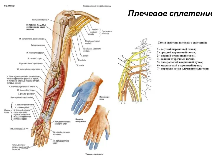 Плечевое сплетение