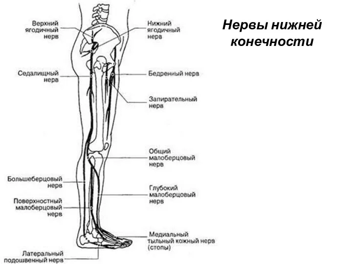 Нервы нижней конечности