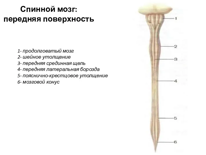 Спинной мозг: передняя поверхность 1- продолговатый мозг 2- шейное утолщение