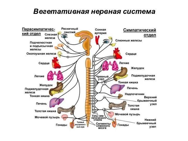 Вегетативная нервная система