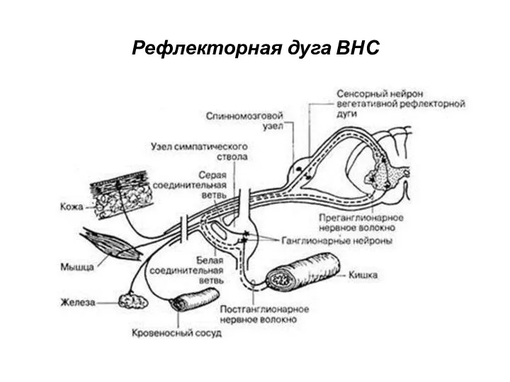 Рефлекторная дуга ВНС