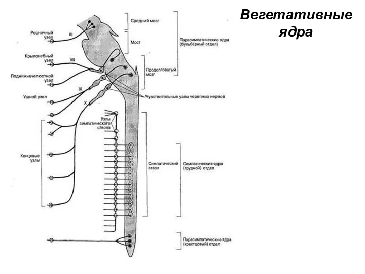 Вегетативные ядра