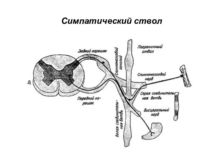 Симпатический ствол