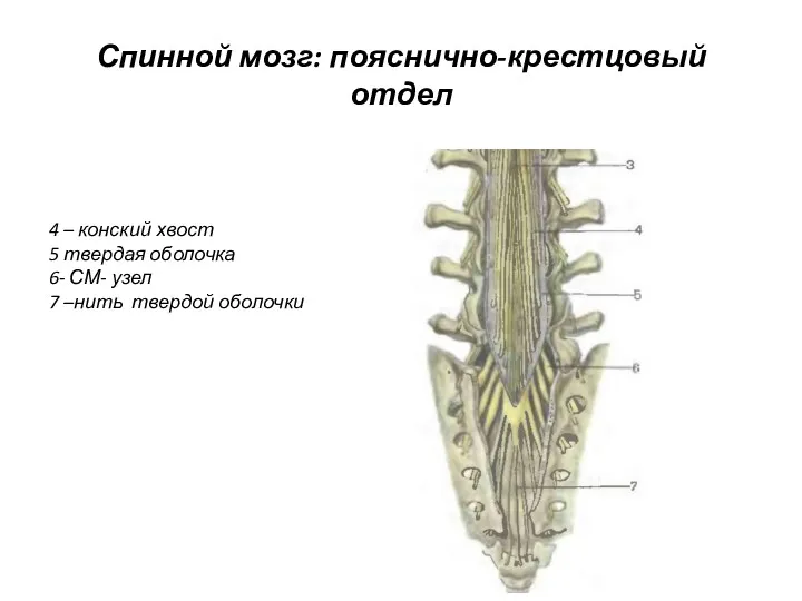 Спинной мозг: пояснично-крестцовый отдел 4 – конский хвост 5 твердая