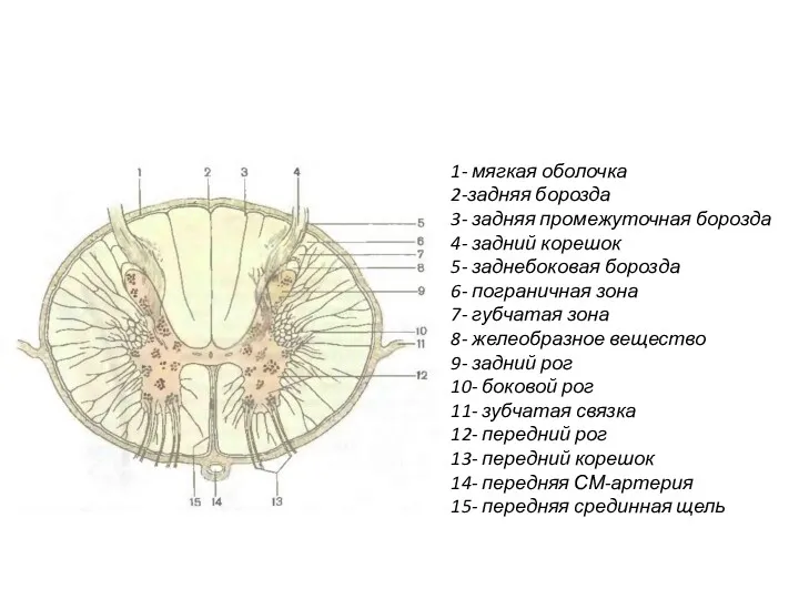 1- мягкая оболочка 2-задняя борозда 3- задняя промежуточная борозда 4-