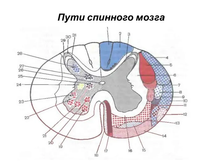 Пути спинного мозга