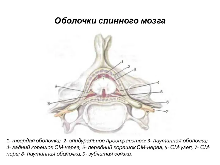 Оболочки спинного мозга 1- твердая оболочка; 2- эпидуральное пространство; 3-