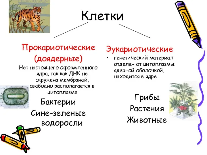 Клетки Прокариотические (доядерные) Нет настоящего оформленного ядра, так как ДНК не окружена мембраной,