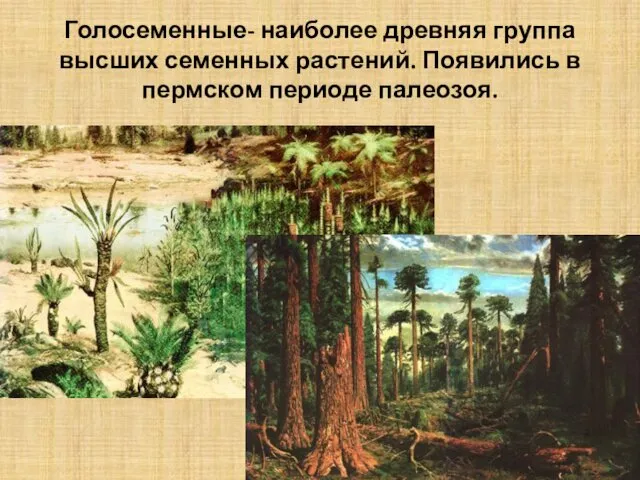 Голосеменные- наиболее древняя группа высших семенных растений. Появились в пермском периоде палеозоя.