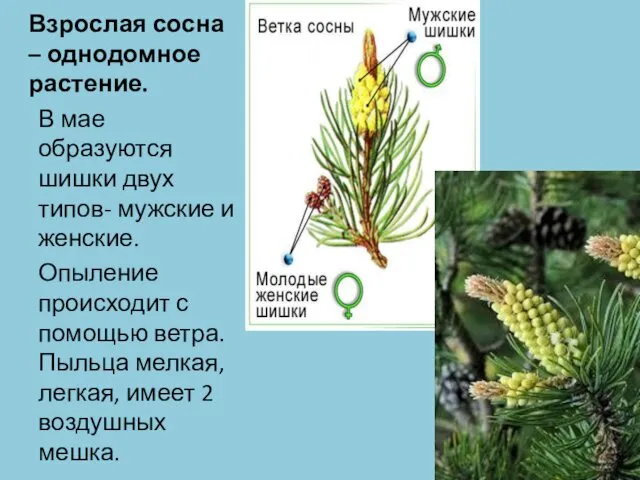 Взрослая сосна – однодомное растение. В мае образуются шишки двух типов- мужские и