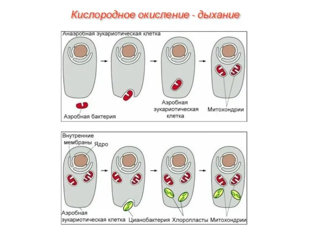 Кислородное окисление - дыхание