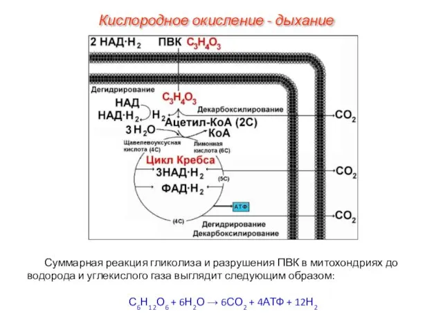Суммарная реакция гликолиза и разрушения ПВК в митохондриях до водорода и углекислого газа
