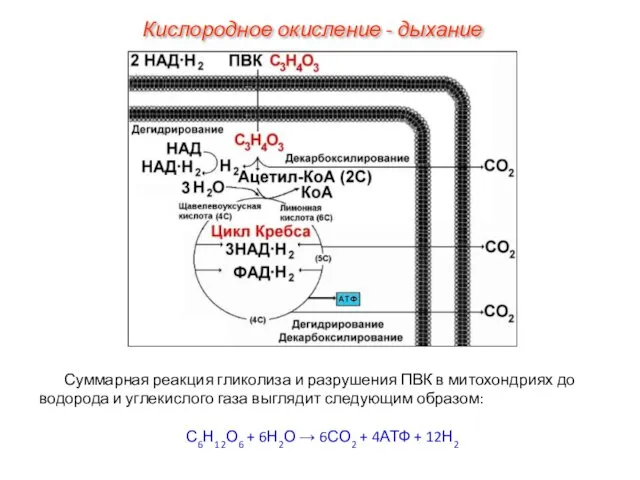 Суммарная реакция гликолиза и разрушения ПВК в митохондриях до водорода