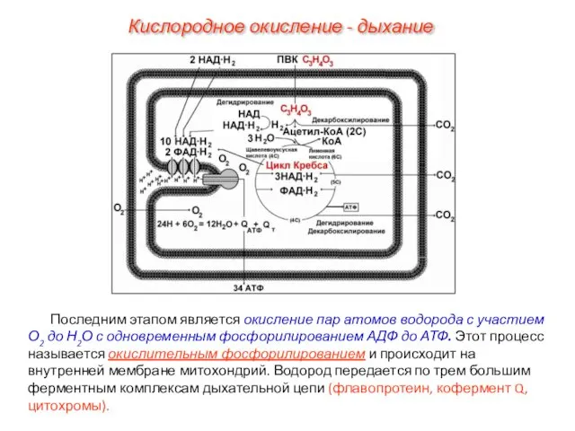 Последним этапом является окисление пар атомов водорода с участием О2