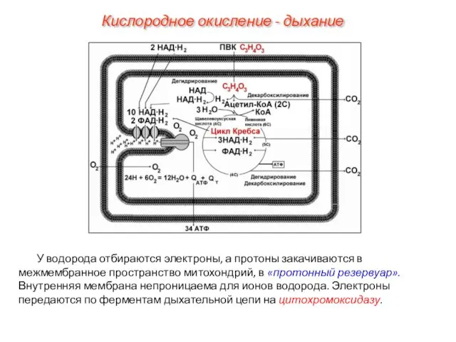 У водорода отбираются электроны, а протоны закачиваются в межмембранное пространство митохондрий, в «протонный