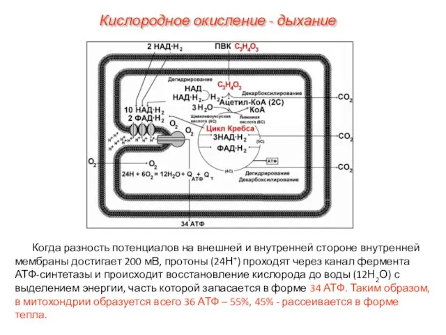 Когда разность потенциалов на внешней и внутренней стороне внутренней мембраны достигает 200 мВ,