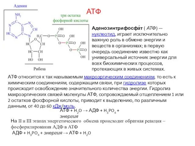 Аденозинтрифосфа́т ( АТФ) — нуклеотид, играет исключительно важную роль в обмене энергии и