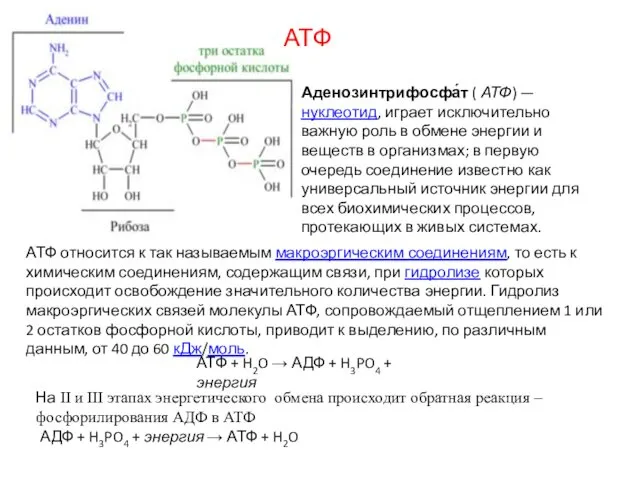 Аденозинтрифосфа́т ( АТФ) — нуклеотид, играет исключительно важную роль в