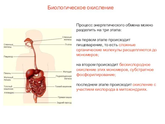 Процесс энергетического обмена можно разделить на три этапа: на первом этапе происходит пищеварение,