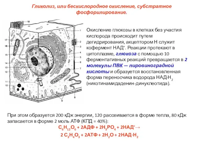 Окисление глюкозы в клетках без участия кислорода происходит путем дегидрирования,