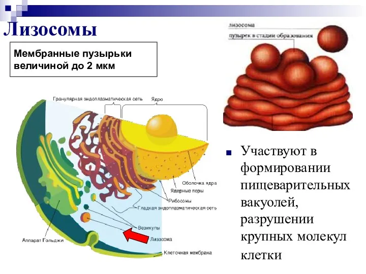 Лизосомы Участвуют в формировании пищеварительных вакуолей, разрушении крупных молекул клетки Мембранные пузырьки величиной до 2 мкм