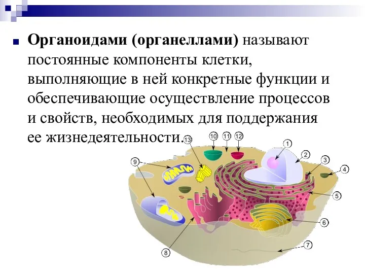 Органоидами (органеллами) называют постоянные компоненты клетки, выполняющие в ней конкретные