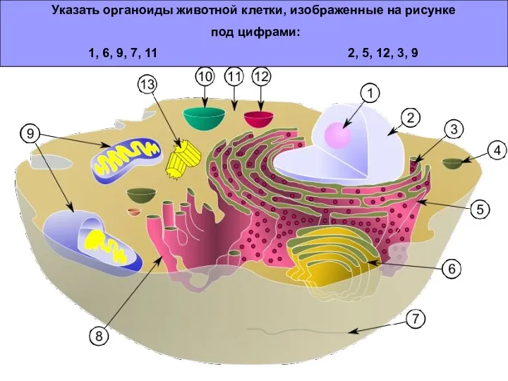 Указать органоиды животной клетки, изображенные на рисунке под цифрами: 1, 6, 9, 7,