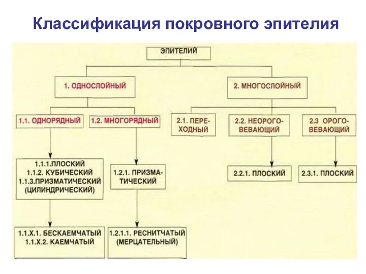 Классификация покровного эпителия