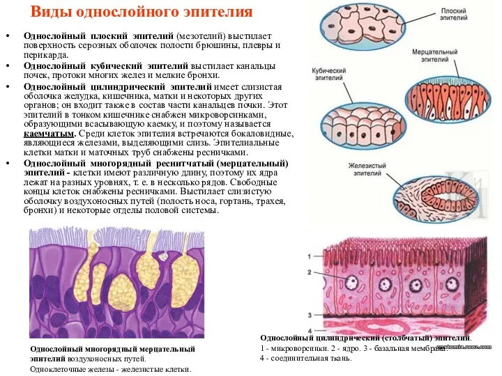 Виды однослойного эпителия Однослойный плоский эпителий (мезотелий) выстилает поверхность серозных