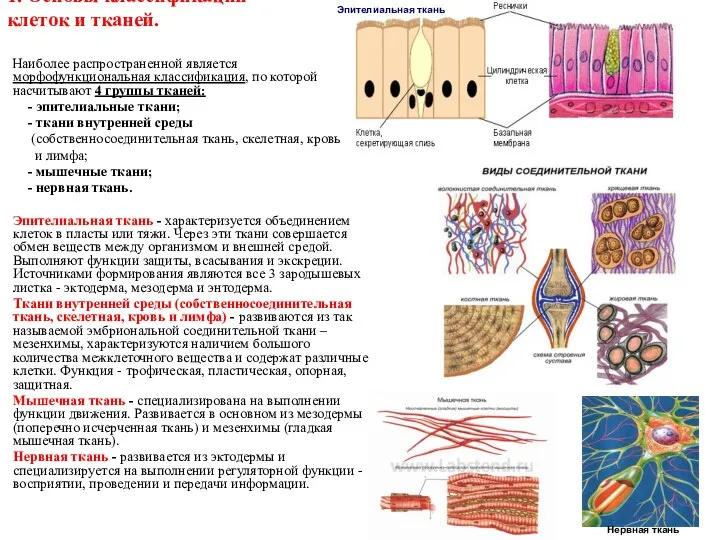 1. Основы классификации клеток и тканей. Наиболее распространенной является морфофункциональная