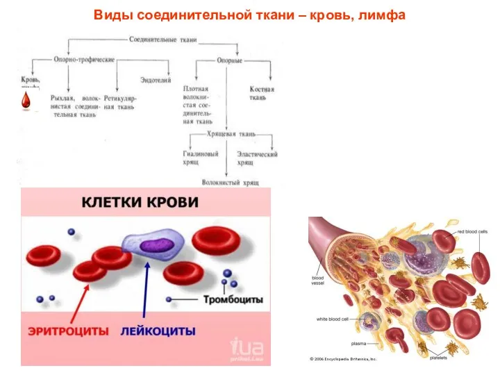 Виды соединительной ткани – кровь, лимфа