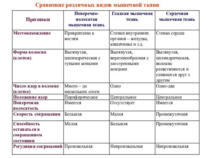 Сравнение различных видов мышечной ткани